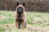 MALINOIS 837